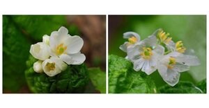 濡れると透明になる花「サンカヨウ」が神秘的…なぜ白から変化? 2つの植物園に聞いた