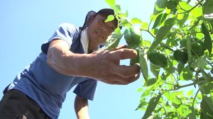 「生きているなら 止まるより前に」 震災後に始めたピーマン農家【岩手発】