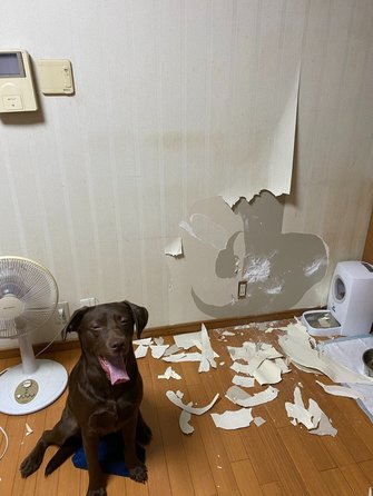 はじめてのお留守番 でドヤ顔の犬と惨状の部屋 どう躾けたらいい 専門家に聞いた