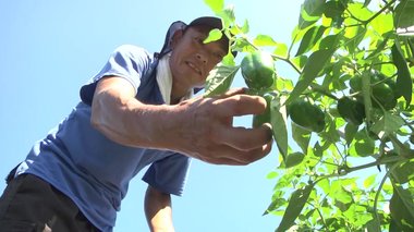 「生きているなら 止まるより前に」 震災後に始めたピーマン農家【岩手発】