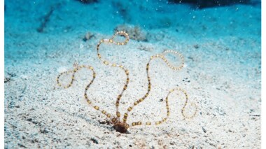 光る“ヒトデの仲間”を国内初の発見…なぜ光るのか?生態を発見者たちに聞いた