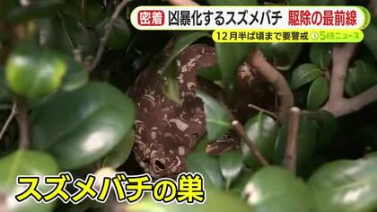 秋に狂暴化するスズメバチ…駆除の最前線に密着　行政も対応に苦慮　12月半ば頃まで要警戒　