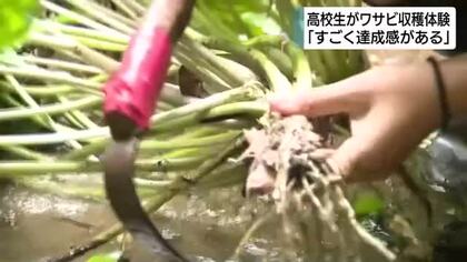「商品にするまでがすごく大変」高校生がワサビ農家の仕事を体験　静岡・西伊豆町