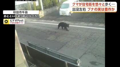 秋田市の市街地でクマの目撃相次ぐ　民家の防犯カメラが姿捉える　出没を左右するブナの実、豊作の見込み