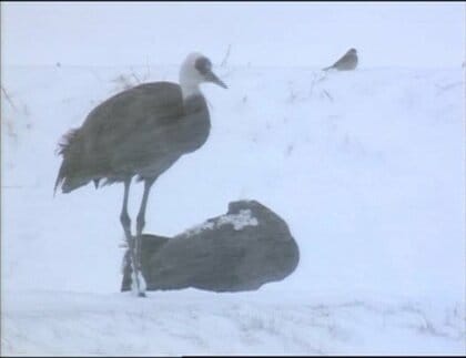 「ツルが離れたら八代が無くなると同じ」山口のツルの里で、特別天然記念物・ナベヅル“黒太郎”と妻が示した絆
