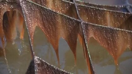 有明海に広がるノリ“色落ち”　原因は雨不足とプランクトン増殖 でも漁業者は「あきらめない」【佐賀発】