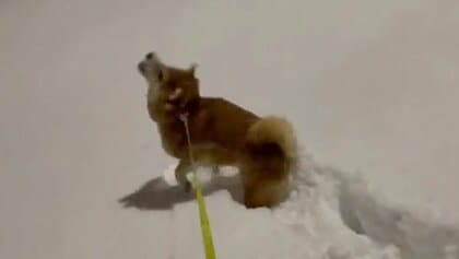音も聞こえる…降る雪を「パクパク」食べちゃう柴犬がかわいい! 飼い主「ちゃんと口に入っているのかは微妙」
