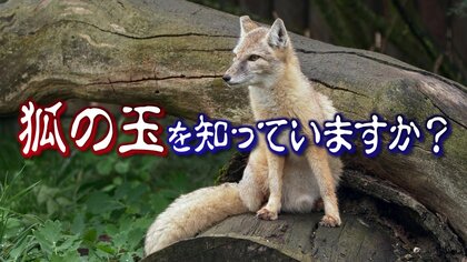 霊力が宿るとされる「狐の玉」調べてみたら…140年にわたり一族で守り続ける正体不明の“フワフワ”