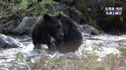 【遭遇】「人が怖くない個体が…」北海道・知床 クマと人の距離に“異変”　世界自然遺産登録後初の死亡事故も…ヒグマパトロールに密着　
