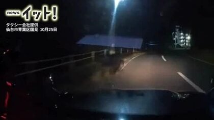 【衝撃映像】タクシーとクマが衝突　真夜中の住宅街でドラレコが捉えた一部始終〈仙台市青葉区国見〉