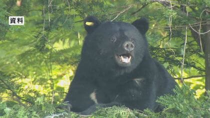 クマ2頭が突然…ランニング中に頭かまれる　63歳男性けが　体長1mの子連れの親グマか　霧の中、ばったり遭遇