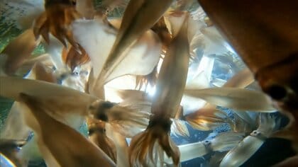 「イカ漁師が日本から消滅？」10年ぶり豊漁のスルメイカ“とれすぎ”休漁パニック「休漁で給料なし」漁獲枠拡大を検討も