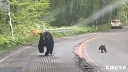 「ちょっと待って！」「怖い！」車めがけて突進してくる“ヒグマ”の親子　バックで逃げ続けても執拗に迫ってくる【北海道】