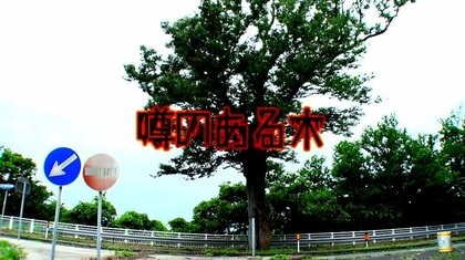 なぜ切られない!? 1本だけ中央分離帯に残った“巨木”…新潟・越後七浦シーサイドラインの謎に迫る