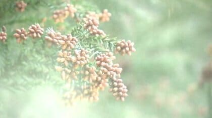 「まだやろ!?」　スギ花粉の飛散『ことしは早く多い』　暖冬の影響で1月中旬から　対策グッズも続々と