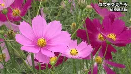 球磨郡錦町で秋を彩るコスモスが見頃【熊本】