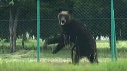 【札幌・東区クマ襲撃から5年】“全身140針”の重傷を負った男性「市街地での人身被害は『自然災害』行政が支援策を考えるべき」約140年前の”丘珠事件”以来_東区での人身被害で対策は進んだのか？＜北海道＞