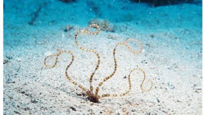 光る“ヒトデの仲間”を国内初の発見…なぜ光るのか？生態を発見者たちに聞いた