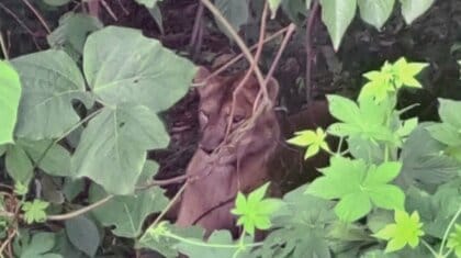 韓国で雌ライオンが脱走　牧場関係者「鍵をかけ忘れた」約70人が一時避難…近くの森で発見