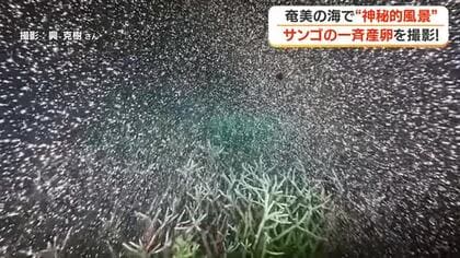 【撮影成功】奄美の海でサンゴの一斉産卵　神秘的風景と再生への期待