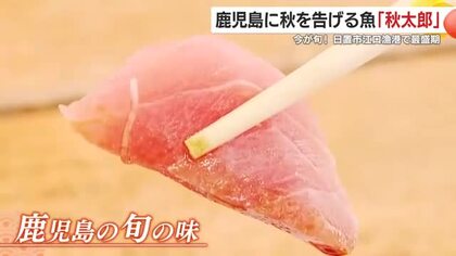 鹿児島に秋を告げる魚「秋太郎」　日置市江口漁港で最盛期　「この時期はマグロよりおいしい」