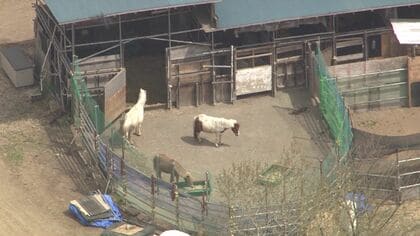 「動物考慮すると強行処分は不当」“ノースサファリ”運営会社が不服審査請求―「動物を安全に移動させるため2027年11月末まで時間が必要」建築物の撤去命令の取り消し求める＜北海道＞