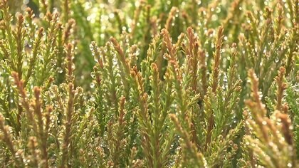 花粉症対策の切り札に…「花粉量は半分」「成長と強度は1.5倍」“次世代スギ”植林進む 将来は“花粉ゼロ”実現へ