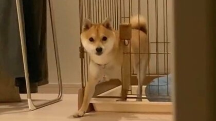 いたずら後の“脱出”が見つかりフリーズする柴犬の表情が絶妙…そ～っと戻る姿に叱ったパパもメロメロ
