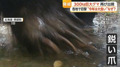 体重300kgクラス“巨大ヒグマ”が住宅近くの山林に出没