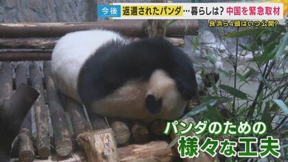 緊急取材】アドベンチャーワールドで過ごしたパンダ 中国に返還