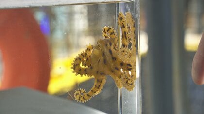 超危険生物」猛毒のヒョウモンダコを富山湾で初確認 「分布域が