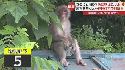 またサル！大事そうに灰皿抱えるも“悲劇”が…きのう人に飛びかかった