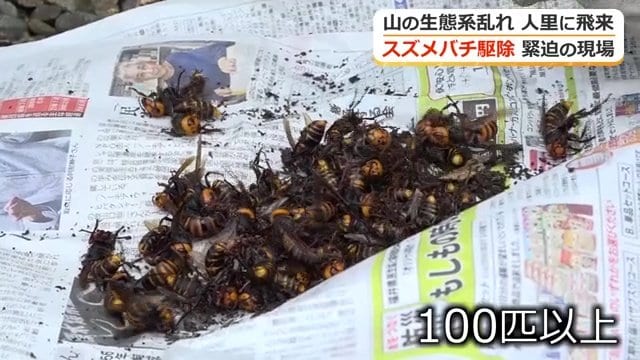 神門さんがかき出したスズメバチは100匹以上