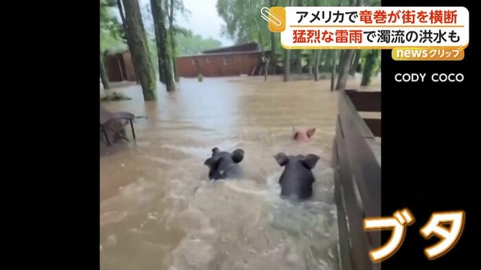 濁流の中を泳いでいたブタ