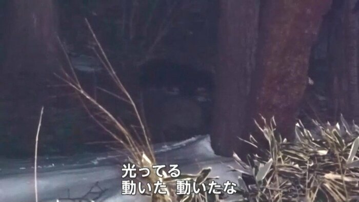 目撃されたクマ