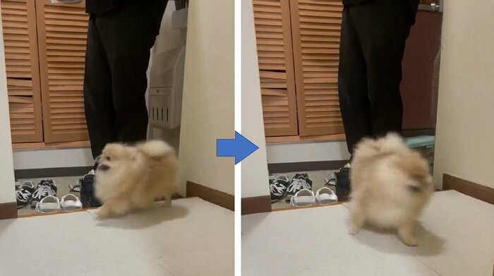 別日のお出迎えの様子 うれしそうに大興奮