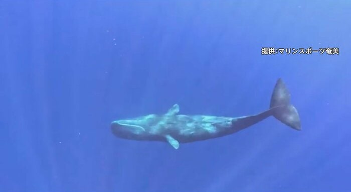 マッコウクジラ