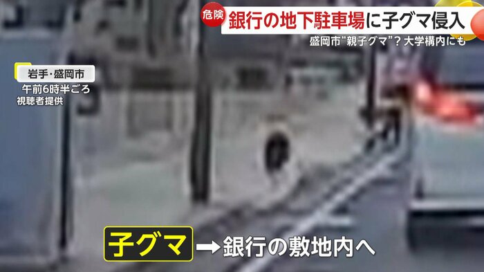 子グマは銀行の敷地内へ侵入していった