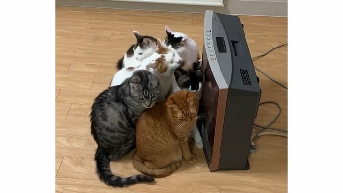 ぎゅうぎゅうのままペロペロしている