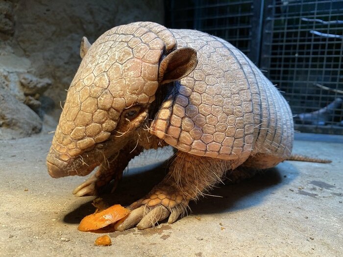 ムツオビアルマジロのラグくん(画像提供:伊豆シャボテン動物公園)