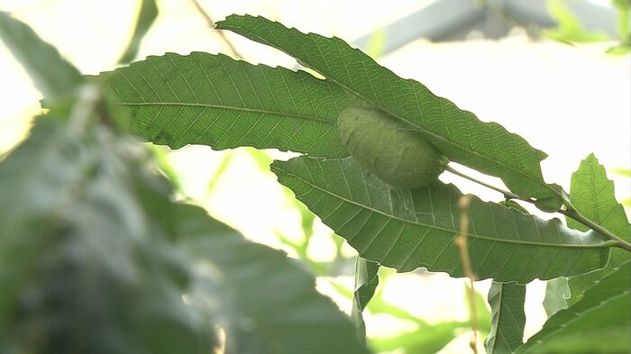天蚕の繭