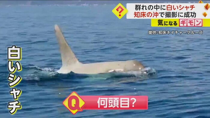 白いシャチが海上に姿を現す