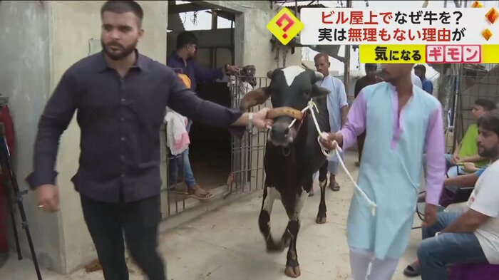 男性に引かれる牛
