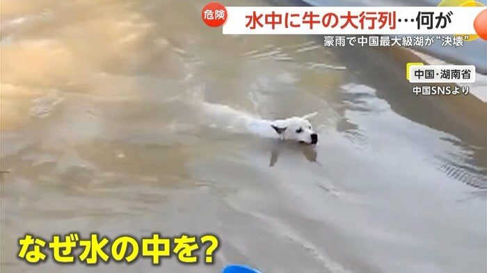 岸を目指して必死に泳ぐ犬