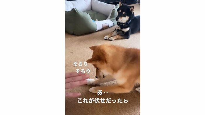 20秒ほど奮闘すると、やっと「伏せ」に気づくおでんくん