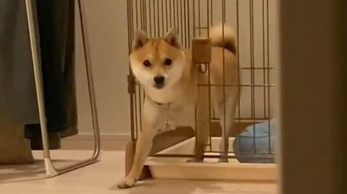 見られていることに気付いたまめ助くん。将棋ばりの長考