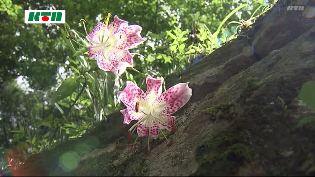 お寺の境内にひっそりと 夏の花 カノコユリ(長崎県佐世保市)