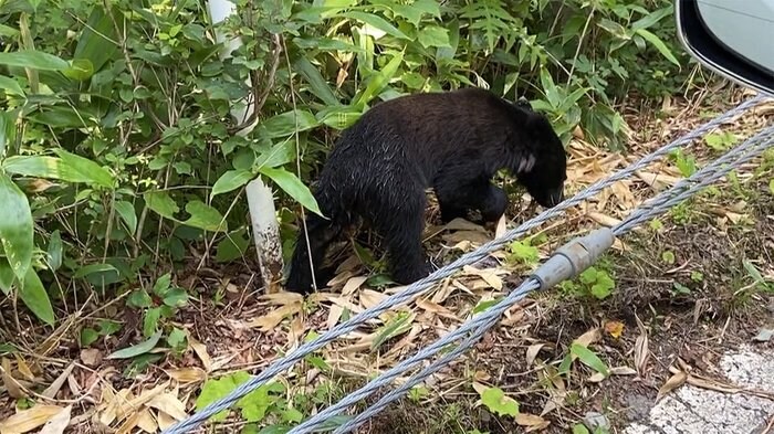 クマ2頭出没 散策中の女性襲われ負傷 群馬・沼田市