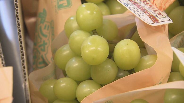 シャインマスカット、ナガノパープルが長野・須坂市の共選所に　ハウスブドウの出荷始まる　担当者「味、品質は須坂市のもの、須高の良いものなので楽しんで」｜FNNプライムオンライン