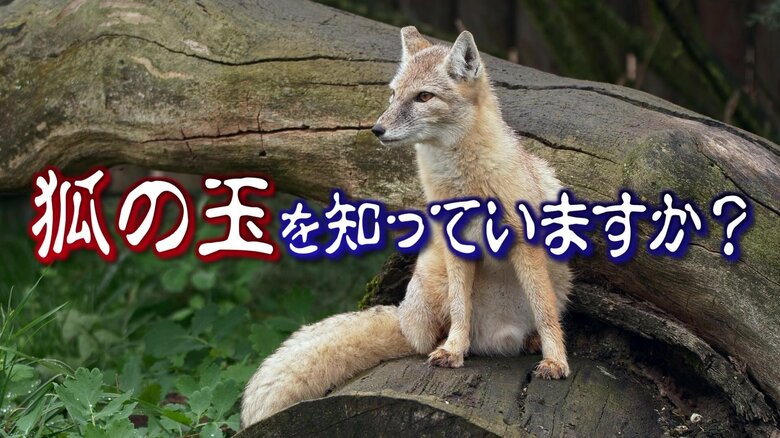 霊力が宿るとされる「狐の玉」調べてみたら…140年にわたり一族で守り続ける正体不明の“フワフワ”｜FNNプライムオンライン